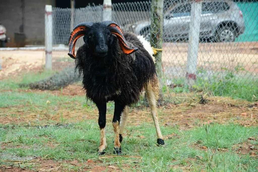 Black ram at Bathi Farms